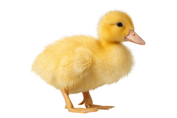 Cute Yellow Duckling Chick Standing, isolated on white transparent background