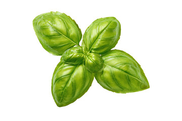 Fototapeta premium Fresh Green Basil Leaves isolated on white transparent background