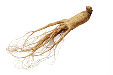 Fresh Ginseng Root isolated on white transparent background