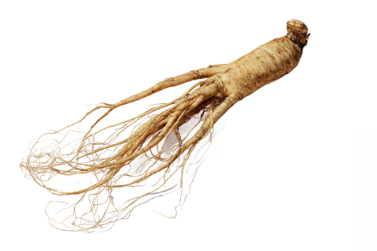 Fresh Ginseng Root isolated on white transparent background