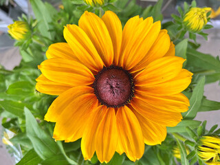 Black Eyed Susan (Rudbeckia Hirta) flower in the garden