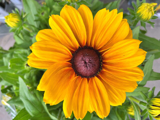 Black Eyed Susan (Rudbeckia Hirta) flower in the garden