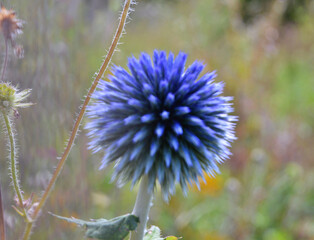 Echinops or Globe Thistle flowers in the garden