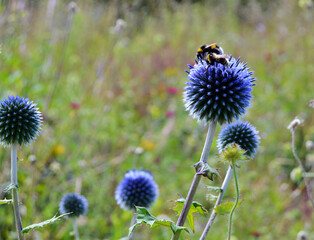 BumbleBee on Echinops or Globe Thistle flowers in the garden