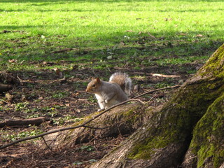 squirrel in the park