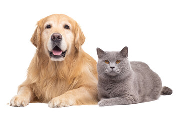 Golden Retriever dog and British Shorthair cat lying together, isolated on white transparent...