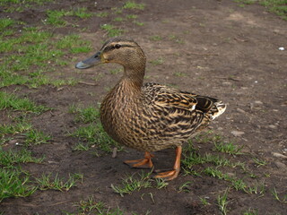 female mallard duck