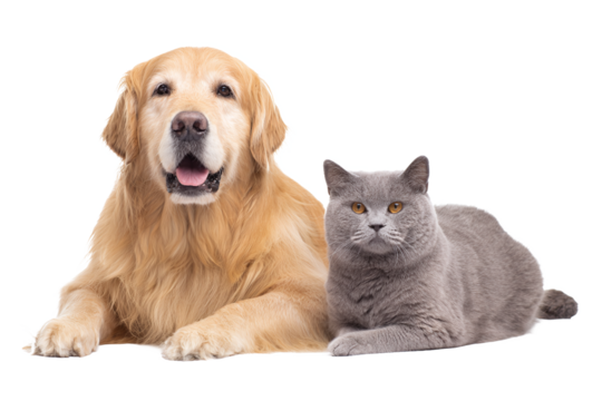 Golden Retriever dog and British Shorthair cat lying together, isolated on white transparent background.