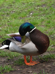 male mallard duck