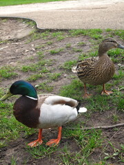 duck in the park