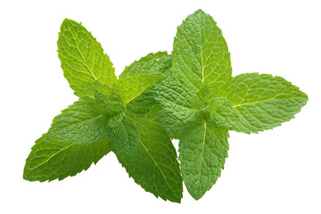 Fresh mint sprig isolated on white transparent background