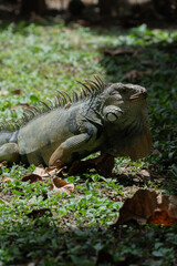Iguana en Colombia