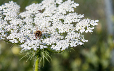 Bee on white flowers working to pollinate