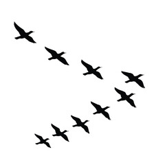Flock of Birds Flying in V-Formation
