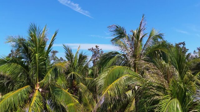 Coconut palm trees