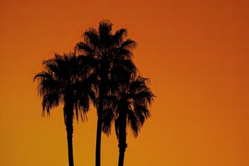 Obraz premium Silhouettes of palm trees against a fiery sunset