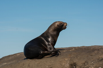 Naklejka premium Female Sea Lion , in Peninsula Valdes ,Chubut,Patagonia, Argentina