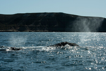 Fototapeta premium Sohutern right whale whale breathing, Peninsula Valdes, Patagonia,Argentina