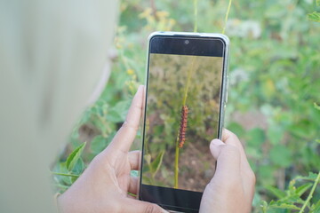 Person Taking a Macro Photo of a Caterpillar with a Smartphone