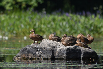 Marais Kingsbury 11 Août 2025