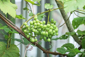 branch with green grapes among large leaves in a summer garden