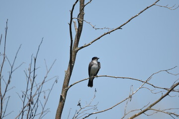 Marais Kingsbury 11 Août 2025