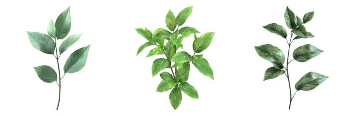 Set of fresh mint leaves isolated on transparent background