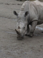 Naklejka premium rhino in the zoo