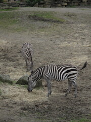 zebra in the zoo