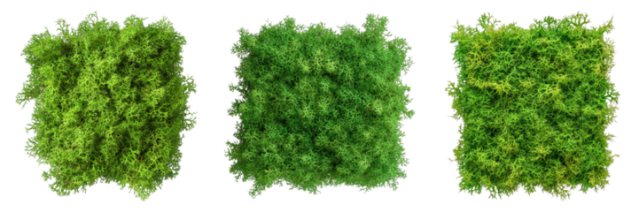 Set of fresh green moss isolated on transparent background