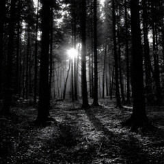 Obraz premium Blackandwhite Forest Silhouettes Sunlight Shadows Mist Fog Wilderness Path Trees Nature Atmospherics Serene Landscape Tranquil Outdoors Beauty Natural Evening Reflection Exploration Adventure