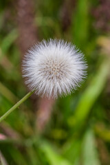 Diente de León - Taraxacum Officinale - Achicoria Amarga