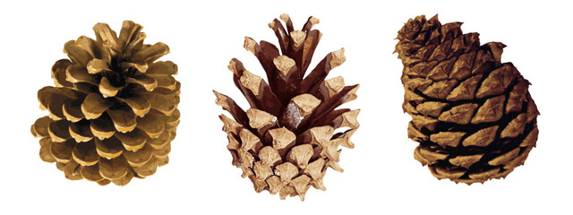 Realistic pine cone collection isolated on a white background.Set of realistic pine cone
