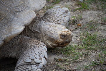 Close-up portrait of a sleeping giant Aldabra tortoise