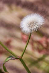 Diente de León - Taraxacum Officinale - Achicoria Amarga