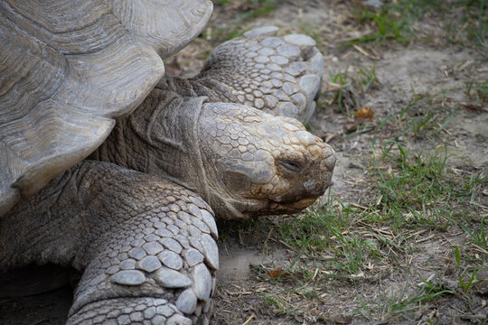 Close-up portrait of a sleeping giant Aldabra tortoise
