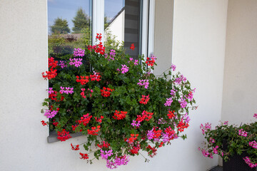 A vibrant window box overflowing with red and pink geraniums on a modern house facade in summer