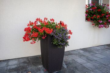 A large decorative planter with red geraniums and purple flowers on a stone patio, a concept for summer container gardening