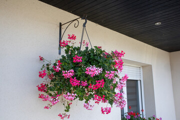 A lush hanging basket with pink geraniums used as an outdoor summer decoration on a house wall