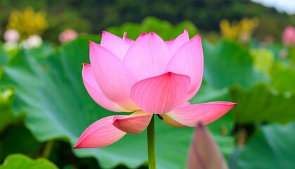 Obraz premium Beautiful pink lotus flower