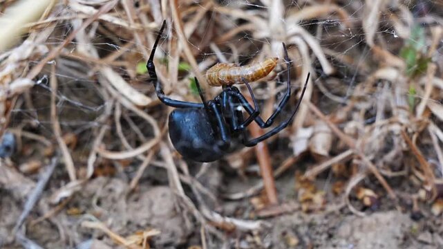Black widow spider hunting a worm in macro close-up