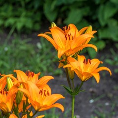 Bright orange lilies in a garden