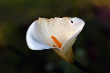 Close-up of Calla lily bloom