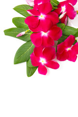 red flowers og catharanthus isolated on a white background