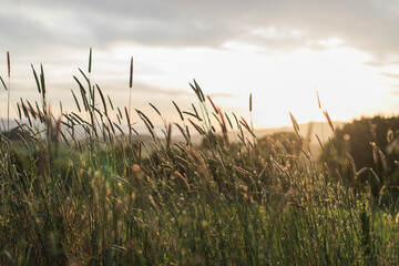 Grass at Golden Hour.