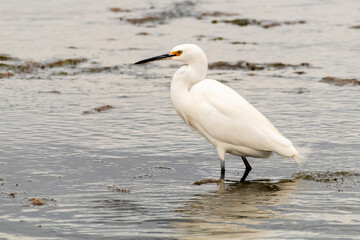 Little Egret - feeding in estuary (Egretta garzetta)
