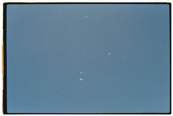 Birds flying in the sky