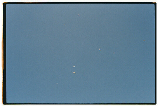 Birds flying in the sky
