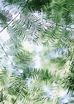 Fern foliage with blank space in bright center