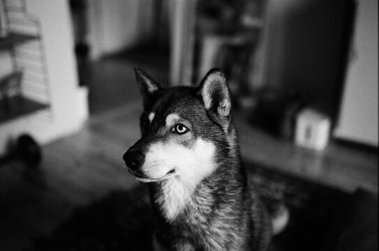 miniature husky potrait